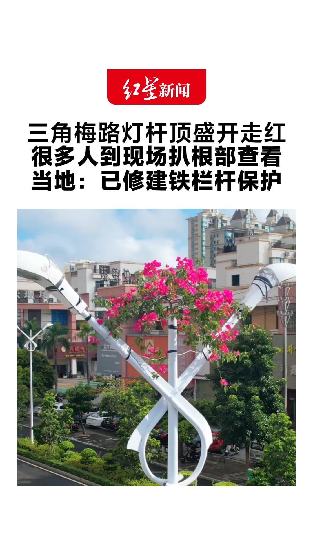 三角梅路灯杆顶盛开走红 很多人到现场扒根部查看 当地：已修建铁栏杆保护 如果影响电线安全，将另立路灯