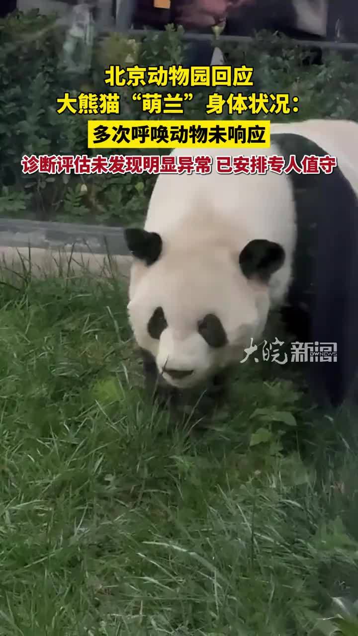 北京动物园回应大熊猫“萌兰”身体状况：多次呼唤动物未响应，经诊断评估未发现明显异常，安排专人值守观察 #萌兰 #精选主播说