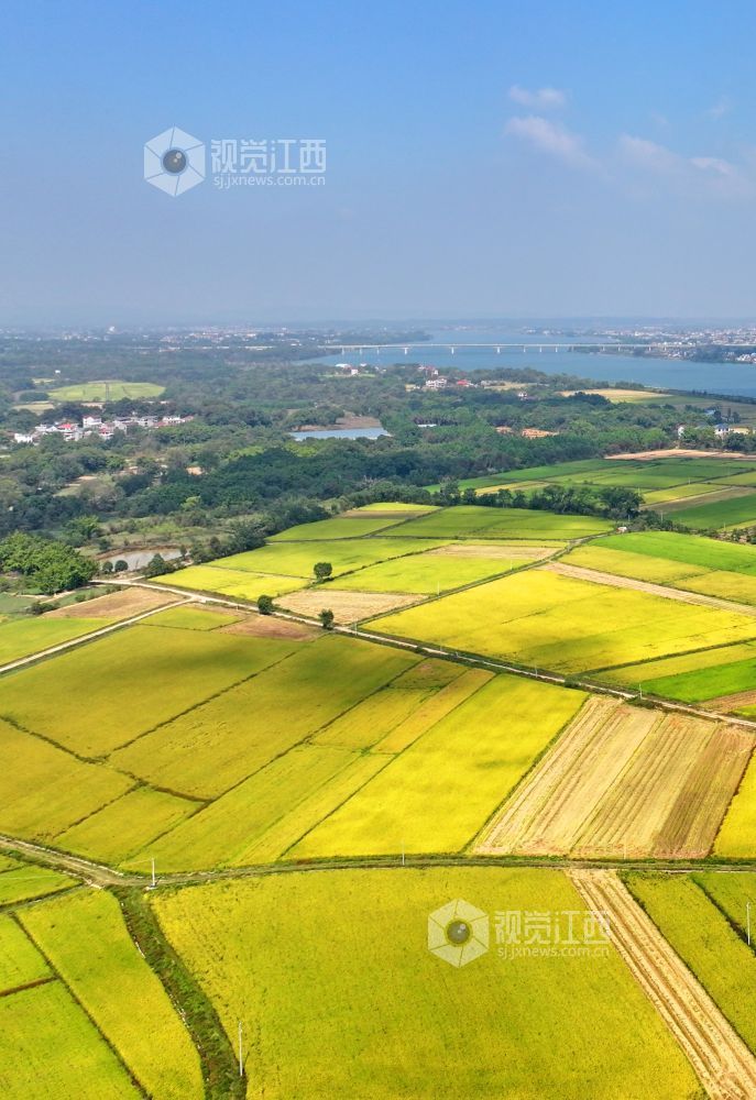 2026年10月25日,江西省吉安市泰和县沿溪镇仓岭村,蓝天白云与金黄稻田、赣江碧水相映成景,构成一幅秋日田园美丽画卷。