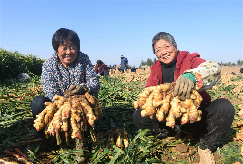 10月28日，新乐市化皮镇赵门村农民展示收获的生姜。