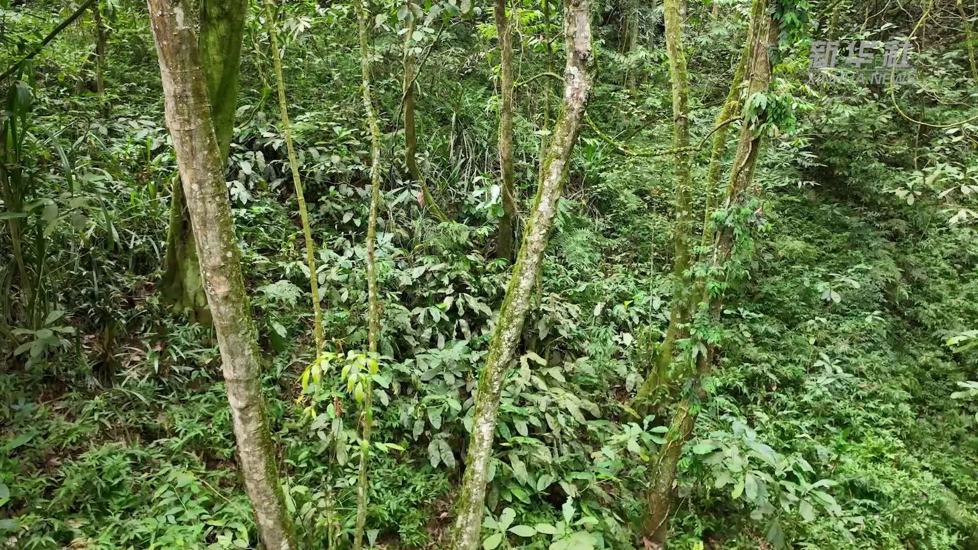 云南大围山发现珍稀植物长果姜集群