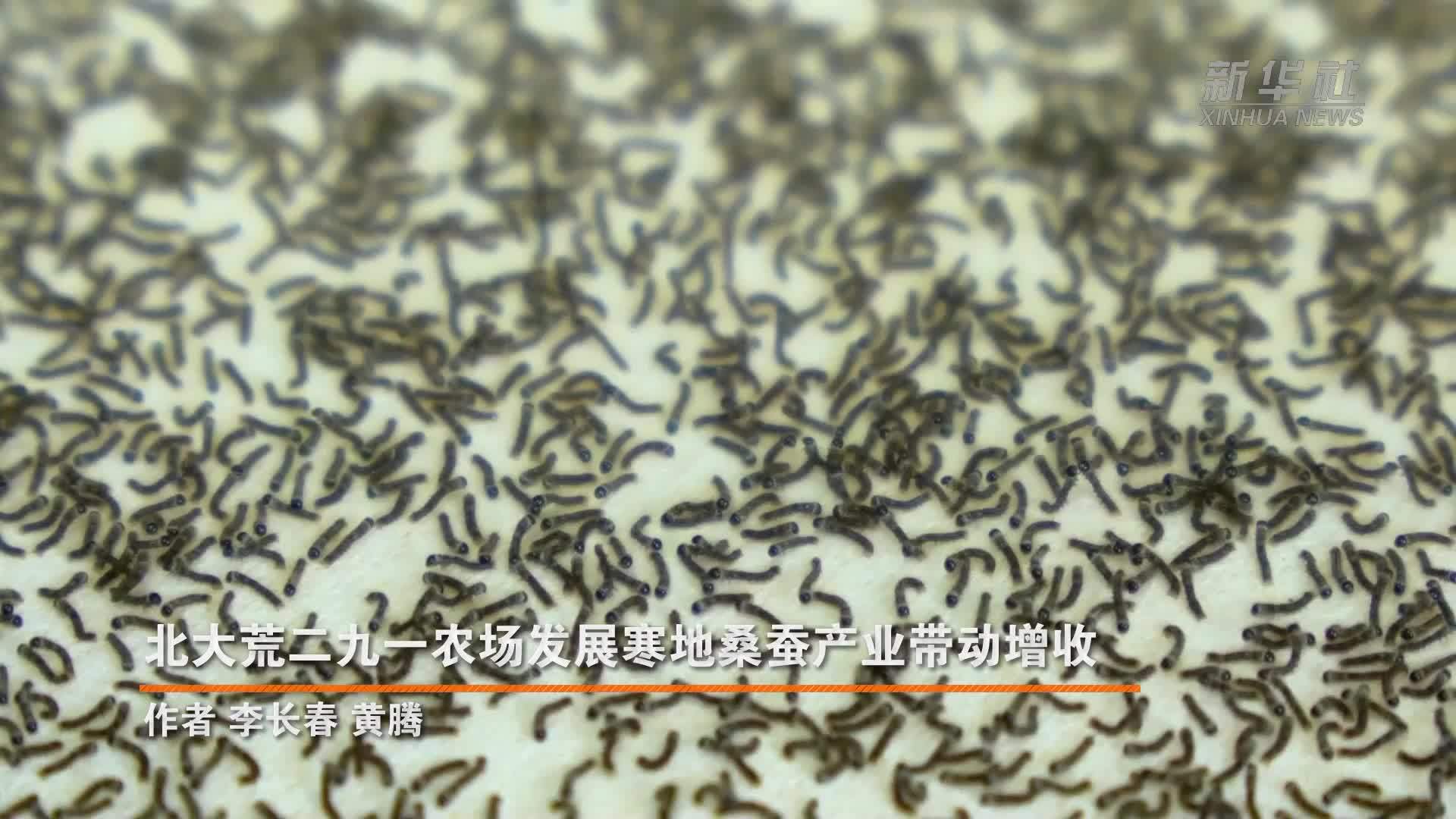 北大荒二九一农场发展寒地桑蚕产业带动增收