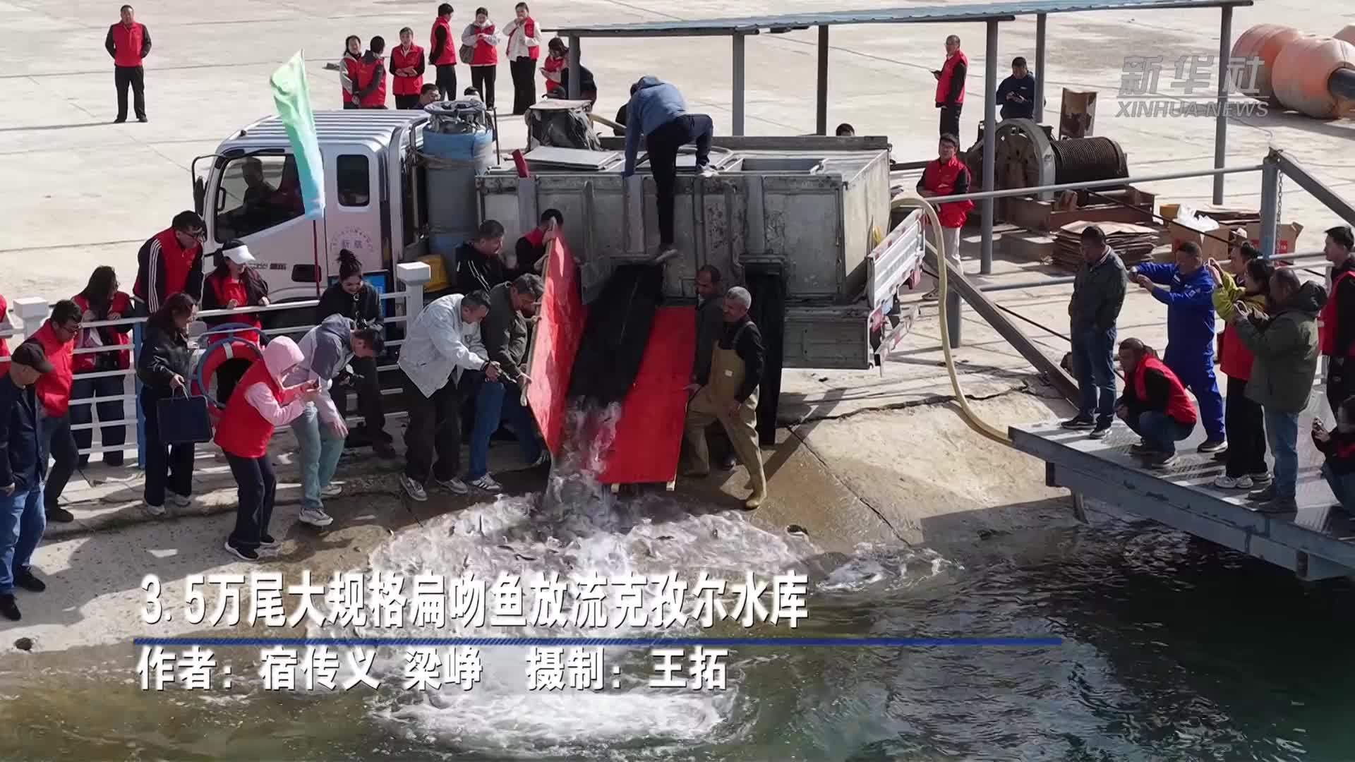 3.5万尾大规格扁吻鱼放流克孜尔水库