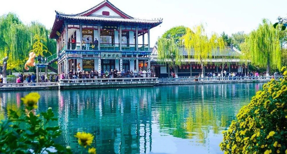 深秋济南暖阳回归 泉畔菊花映水成画