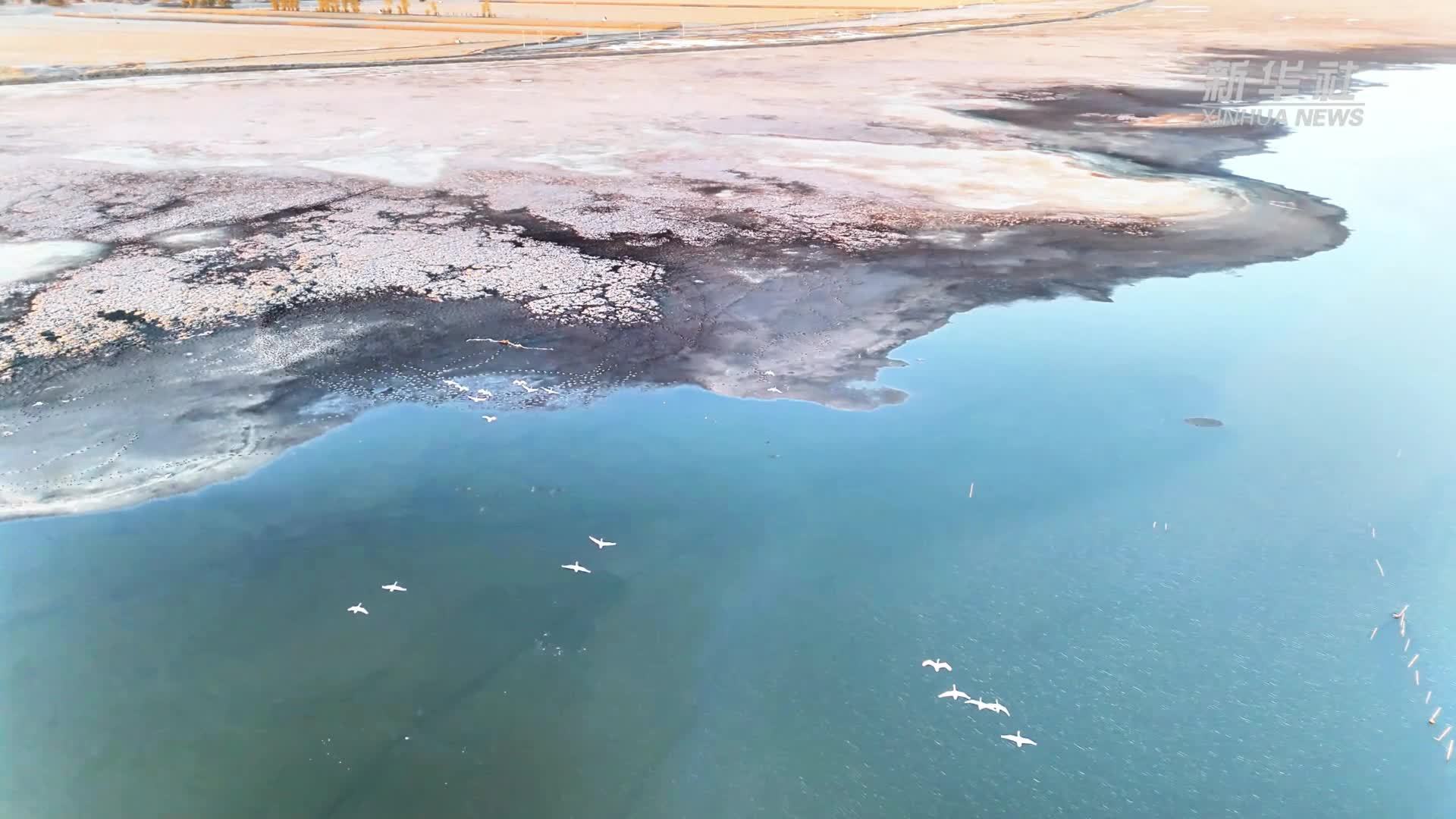 瞰中国丨内蒙古：湿地绘锦绣 候鸟赴约来