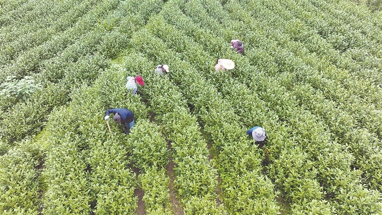 万载县：茶山管护忙（图）