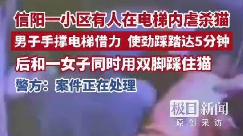 【#被虐流浪猫已无生命体征# 10月25日,河南省信阳市浉河区正和小
