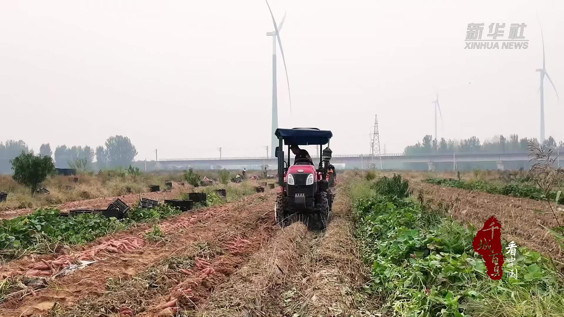 千城百县看中国｜河北新河：薯收绘秋景 产业兴乡野