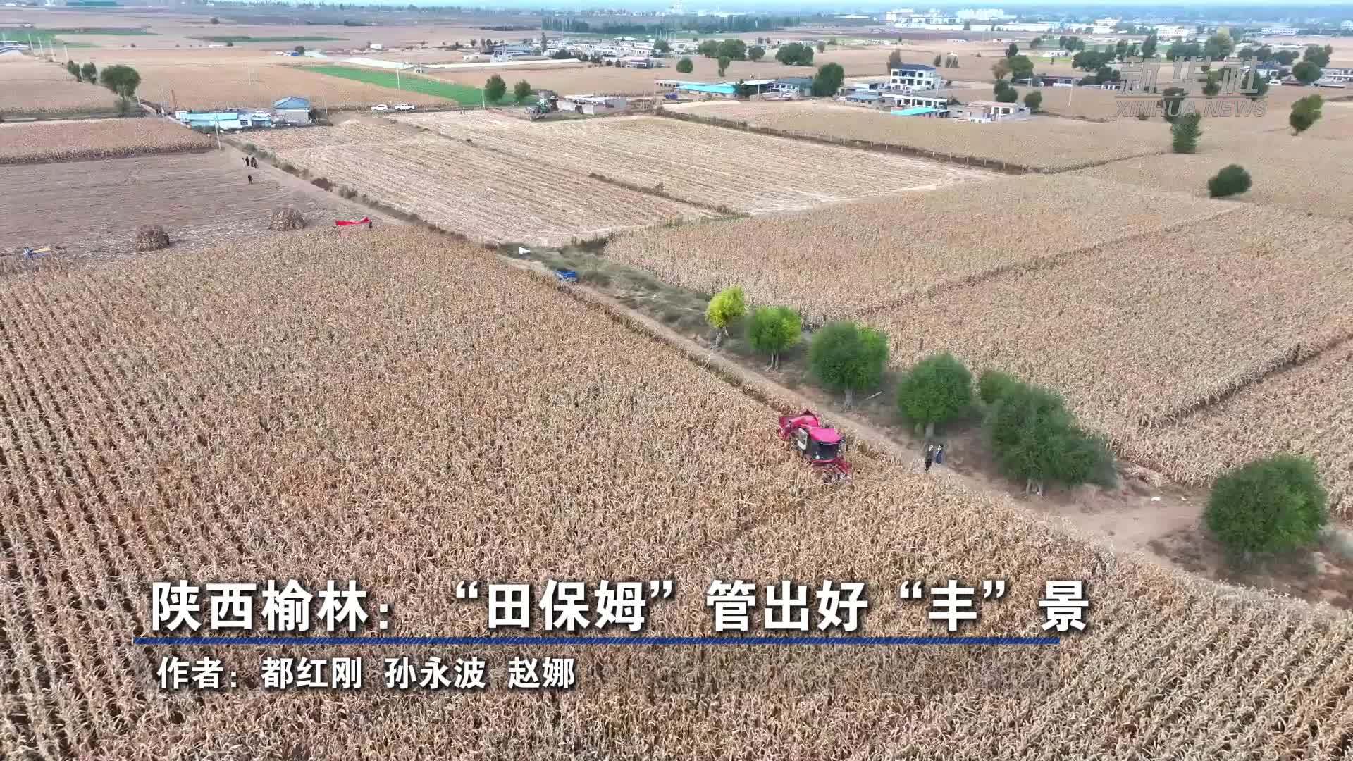 陕西榆林：“田保姆”管出好“丰”景