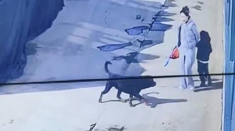 【#牡丹江警方回应母女被烈性犬围堵#：暂未接到报警，遇险请第一时间拨
