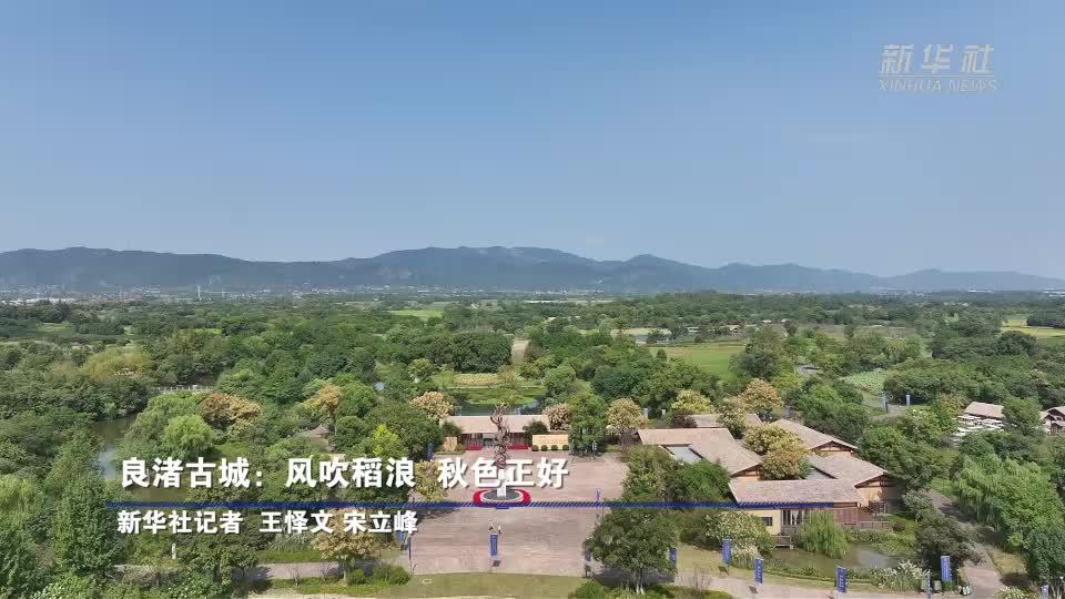 良渚古城：风吹稻浪 秋色正好