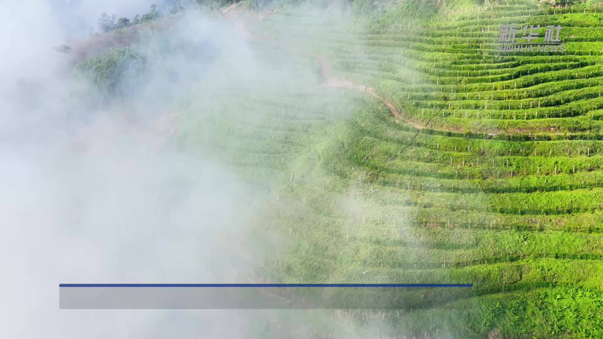 云南西盟：“一地三种”结硕果 百香果宴话丰收