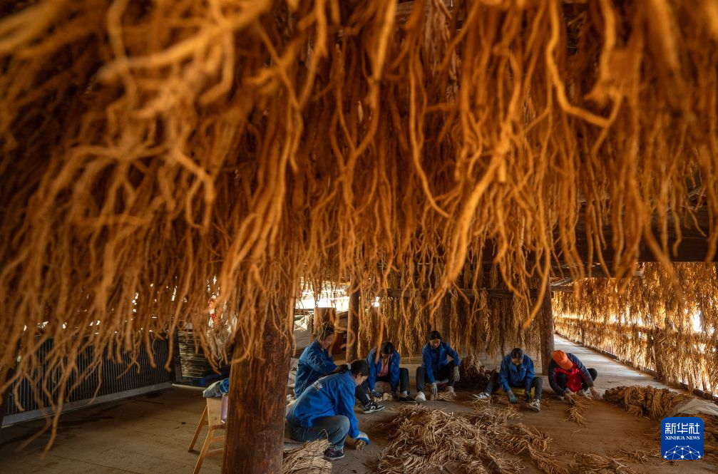 10月23日,在文县的“纹党”产业园,工作人员在“发汗”工序中揉搓“纹党”。新华社记者 费茂华 摄