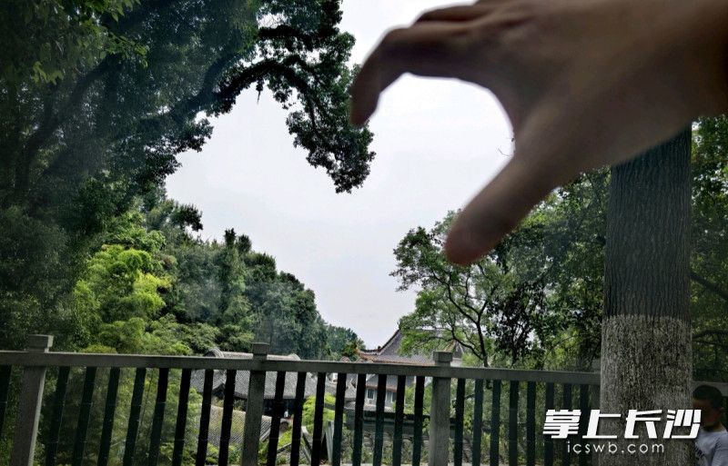 网友发在社交媒体上的打卡图片。