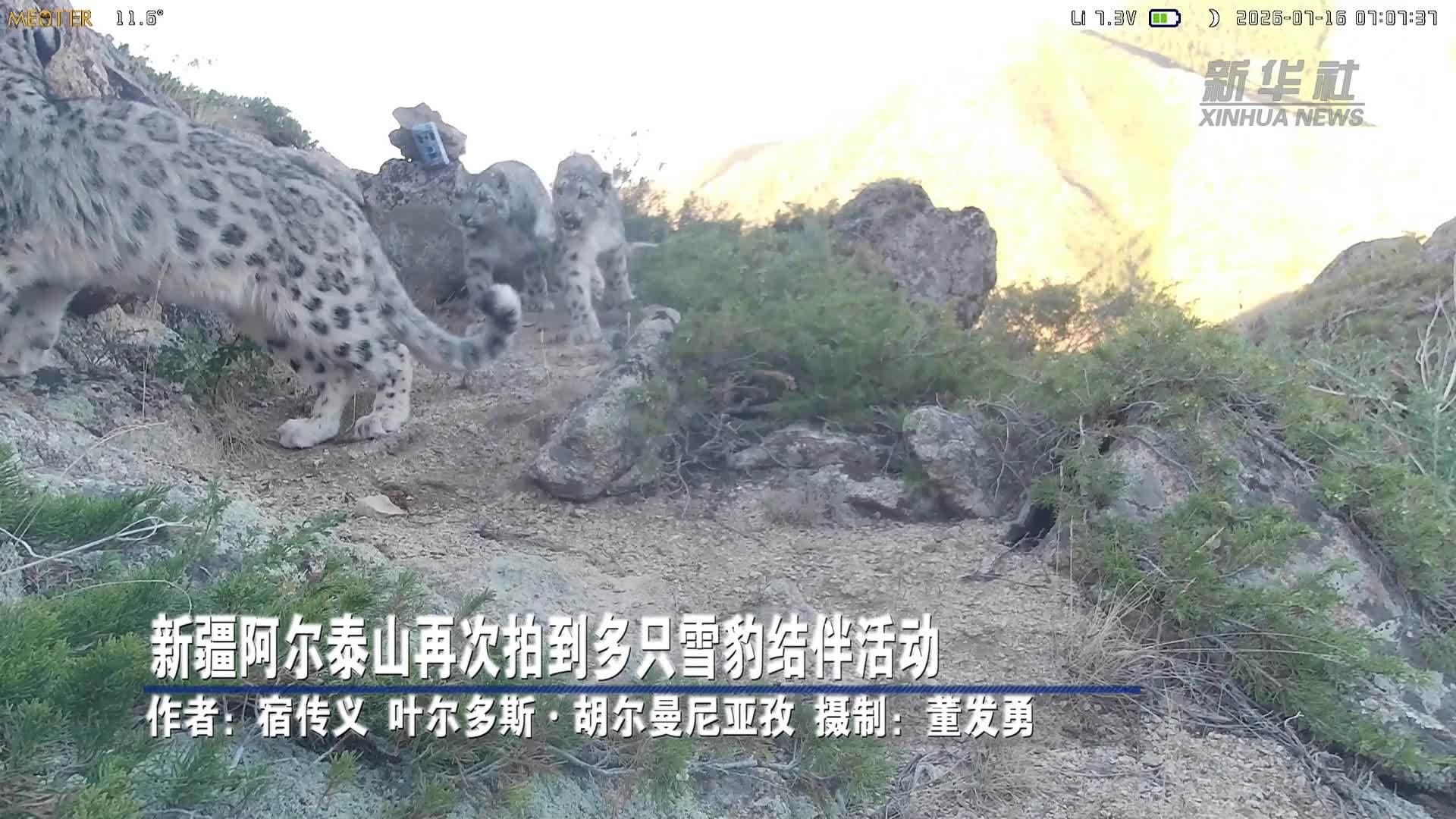 新疆阿尔泰山再次拍到多只雪豹结伴活动