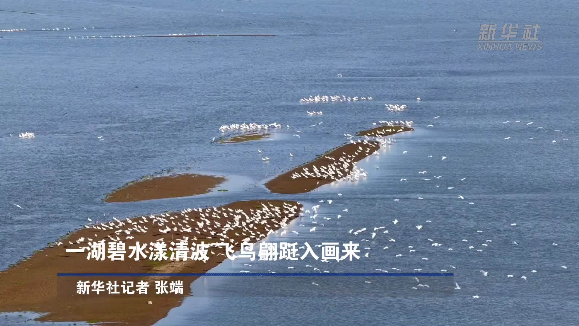 一湖碧水漾清波 飞鸟翩跹入画来