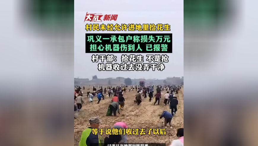 村民未经允许进地里捡花生；巩义一承包户称损失万元，担心机器伤到人 已报警；村干部：拾花生 不是抢 机器收过去没弄干净