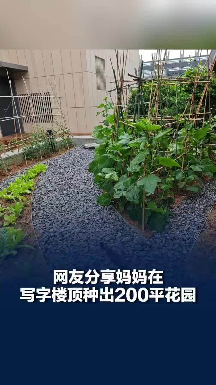 环卫阿姨在写字楼顶种出200平花园