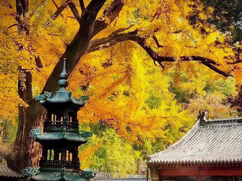 图源:济南灵岩胜境旅游区