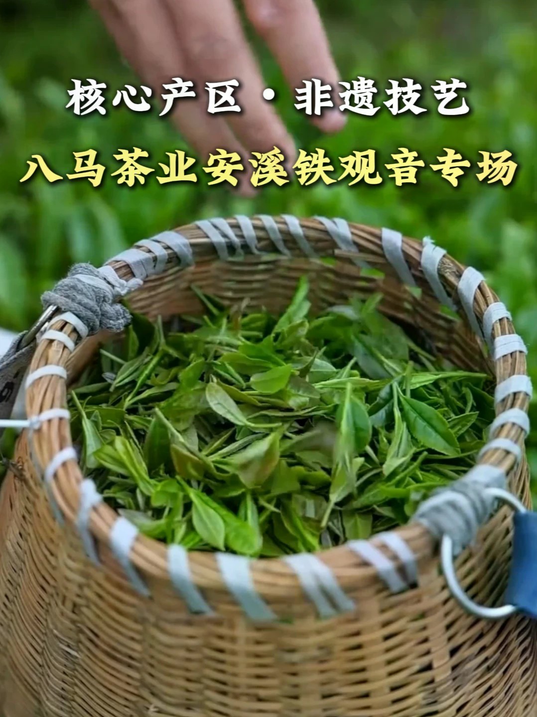 选铁观音别踩坑！认准安溪核心产区 + 非遗技艺，认准八马茶业三百年传承底蕴；今天凤凰卫视直播间，八马好茶享专场好价，清香、浓香两种口味任选，想口粮好价喝地道好茶的朋友，来直播间品鉴选购！#铁观音 #安
