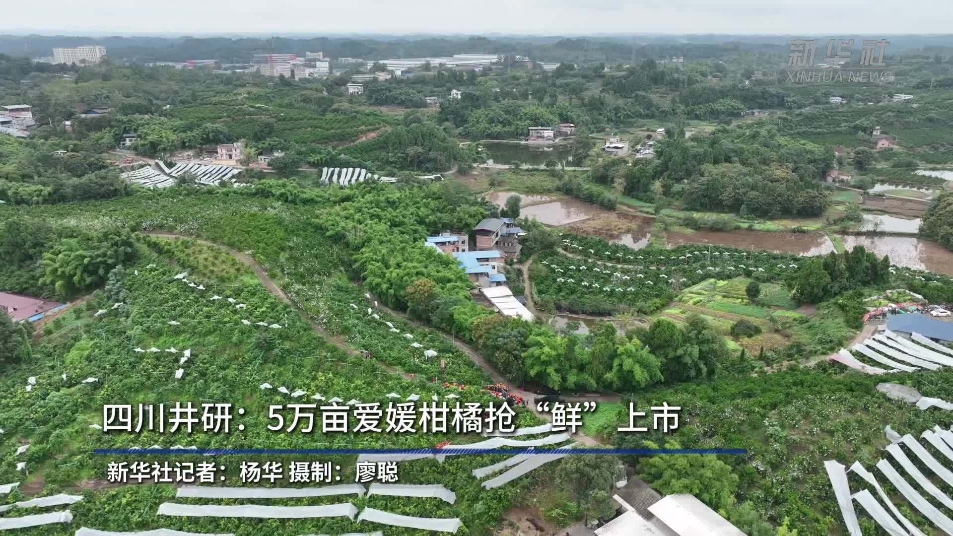四川井研：5万亩爱媛柑橘抢“鲜”上市