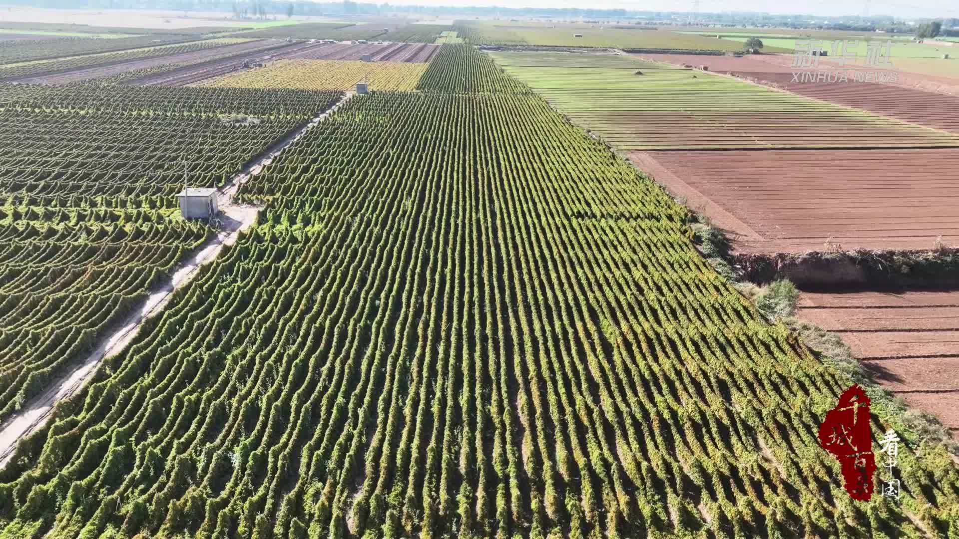 千城百县看中国｜河北临漳：沙壤孕育特色山药产业