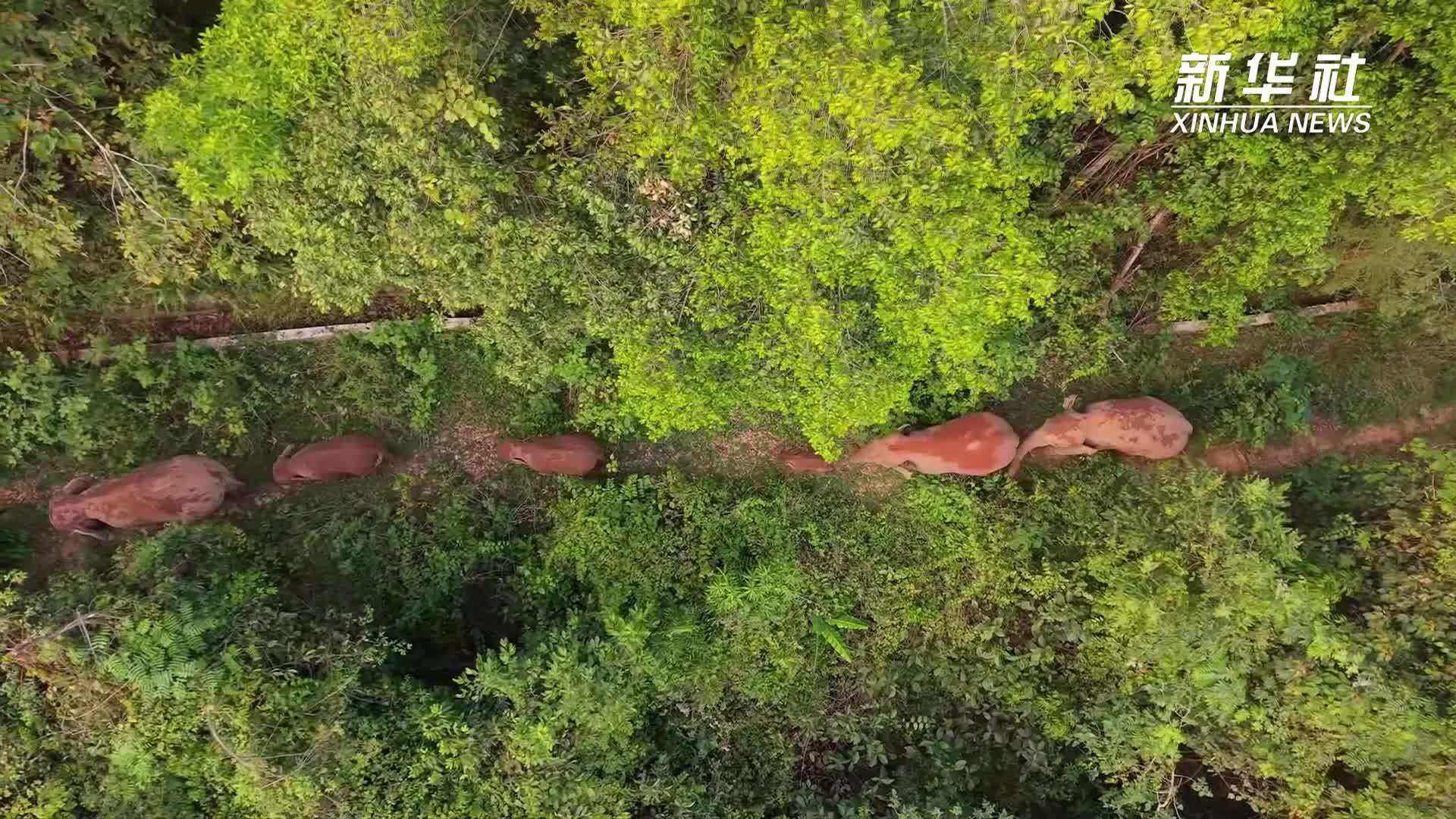 纪录电影《象行记》中的亚洲象你了解多少？