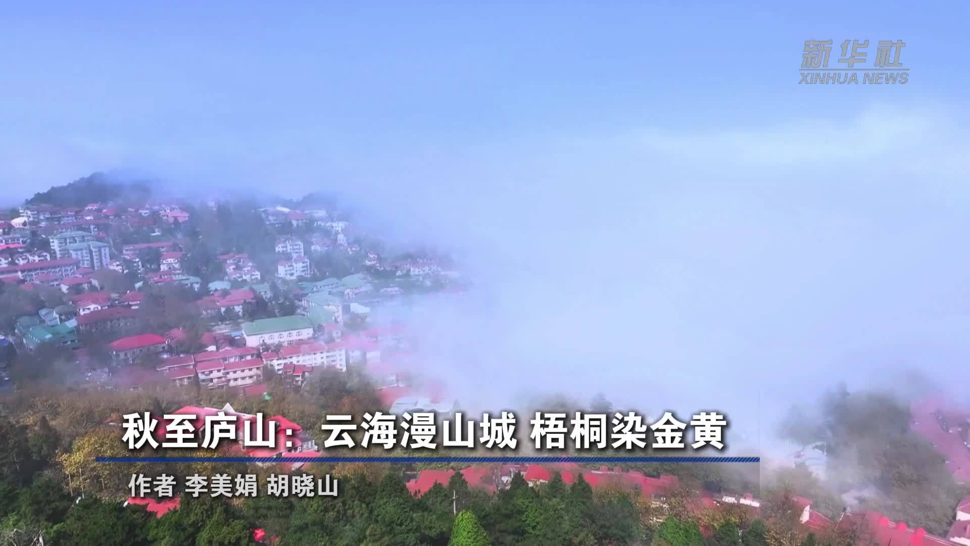 秋至庐山：云海漫山城 梧叶染金黄