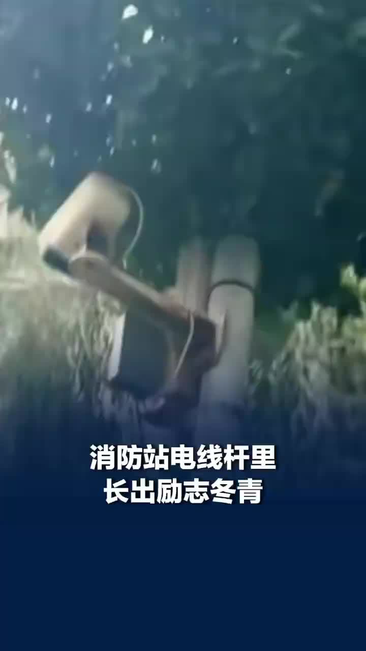 消防站电线杆里长出励志冬青