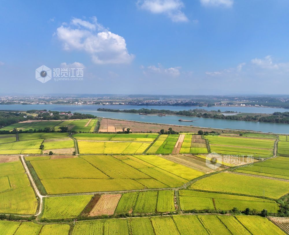 2026年10月25日,江西省吉安市泰和县沿溪镇仓岭村,蓝天白云与金黄稻田、赣江碧水相映成景,构成一幅秋日田园美丽画卷。
