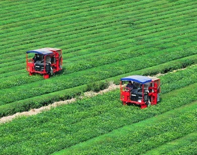 江西泰和：智能机器采收秋茶
