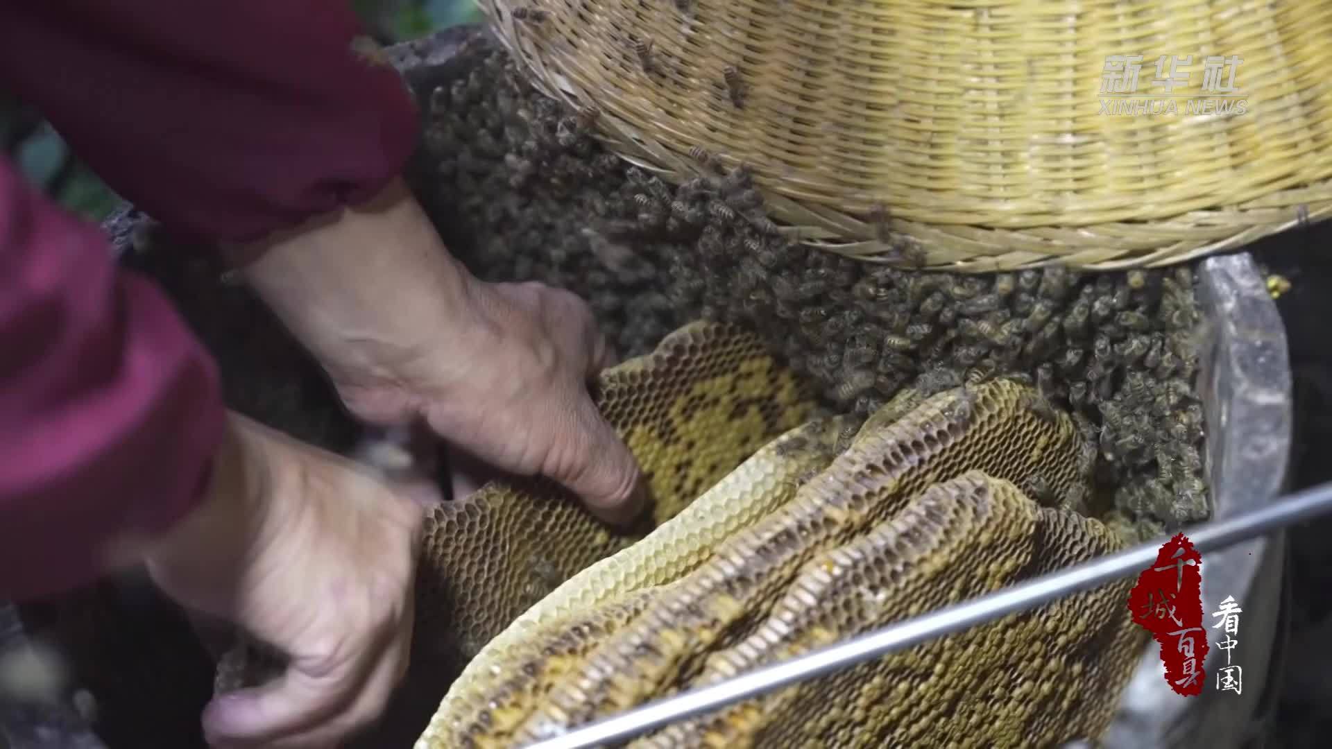 千城百县看中国｜湖北鹤峰：深山取蜜留住秋日香甜