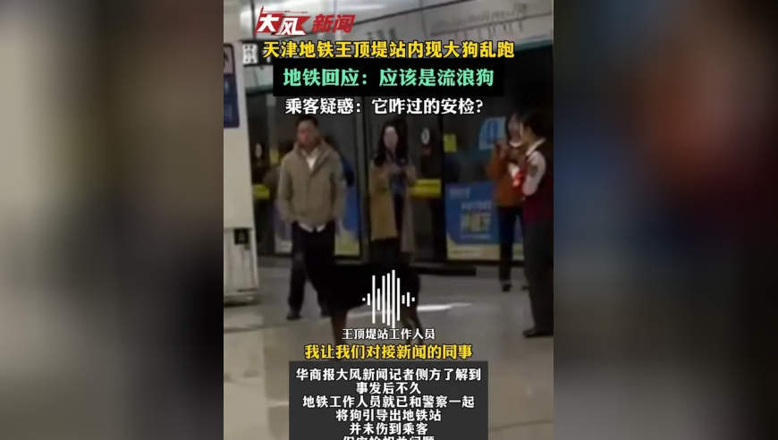 天津地铁王顶堤站内现大狗乱跑；地铁回应：应该是流浪狗；乘客疑惑：它咋过的安检？