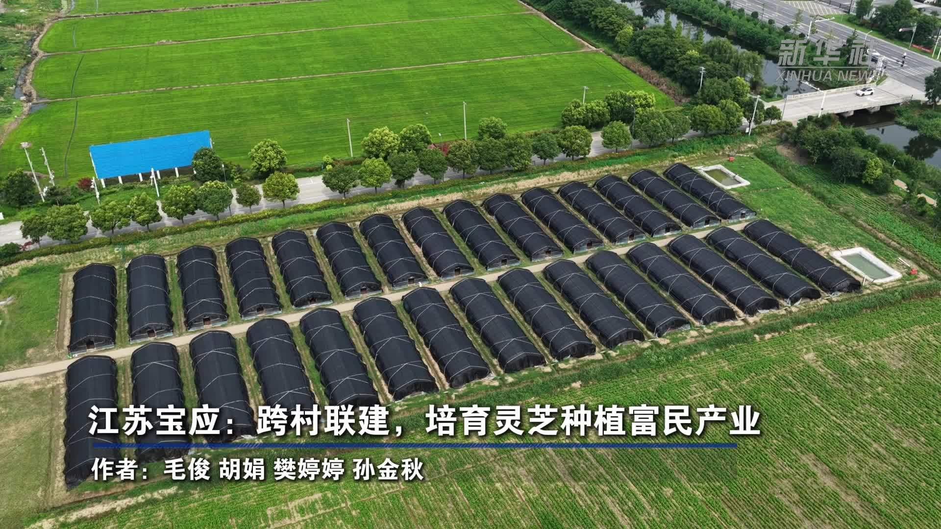 江苏宝应：跨村联建，培育灵芝种植富民产业