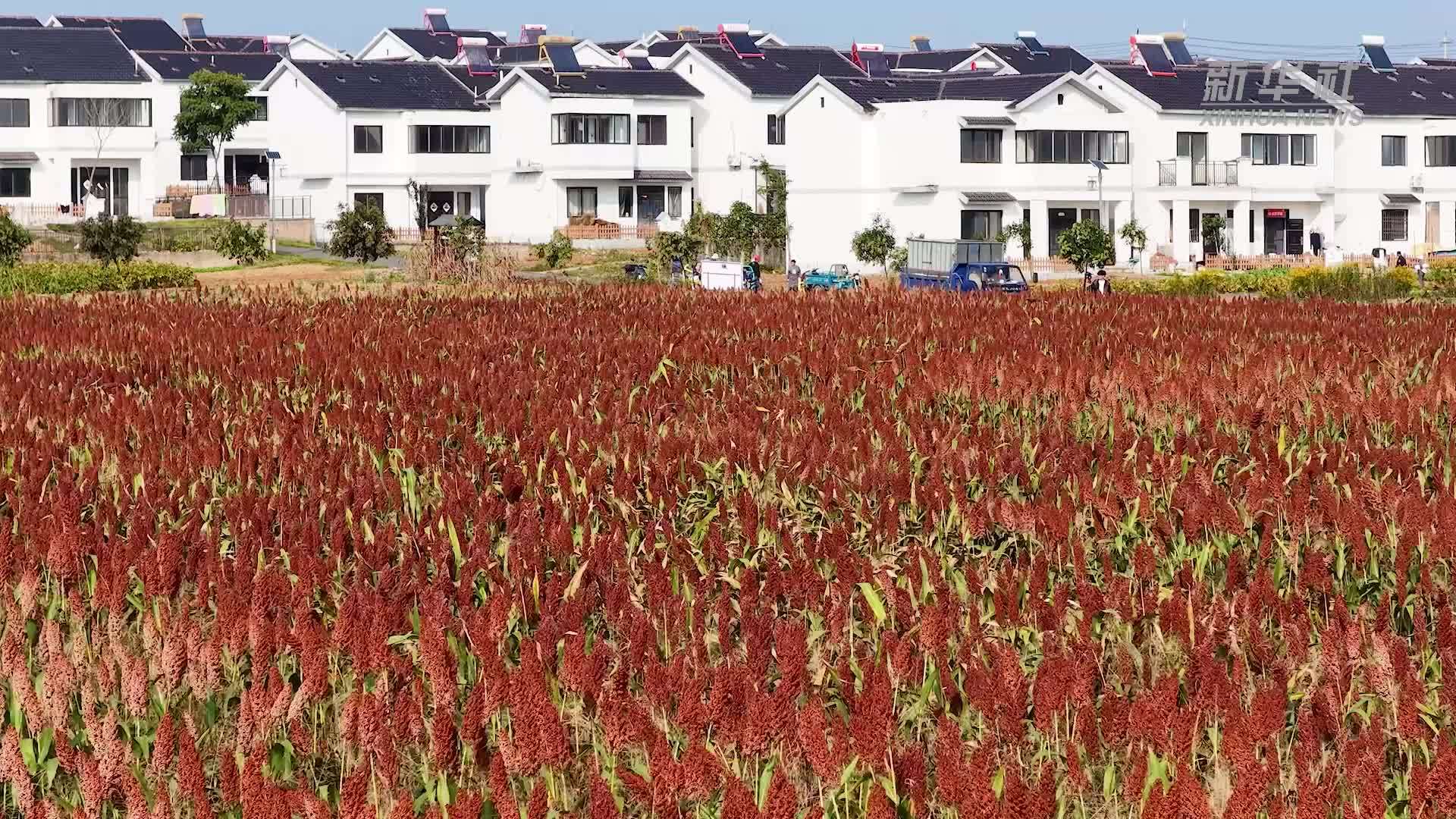 江苏句容：金秋好“丰”景 高粱收割忙