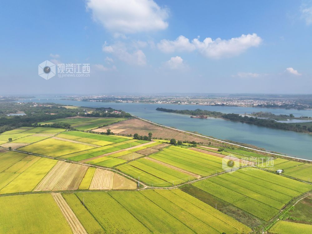 2026年10月25日,江西省吉安市泰和县沿溪镇仓岭村,蓝天白云与金黄稻田、赣江碧水相映成景,构成一幅秋日田园美丽画卷。