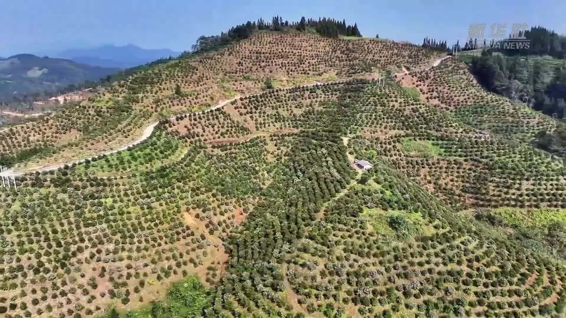 富民增收 贵州从江万亩油茶迎丰收
