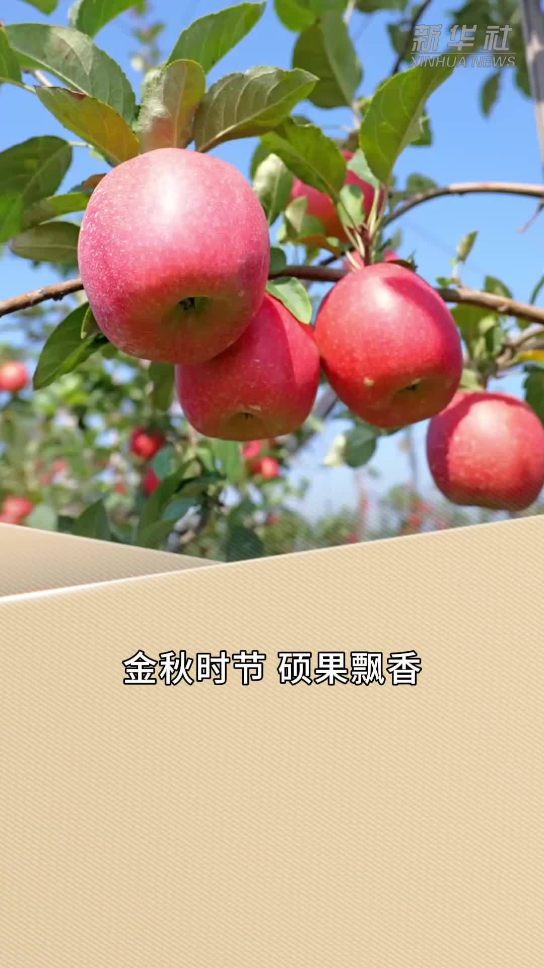 新华读报｜这场“农业科技大集”红火33年