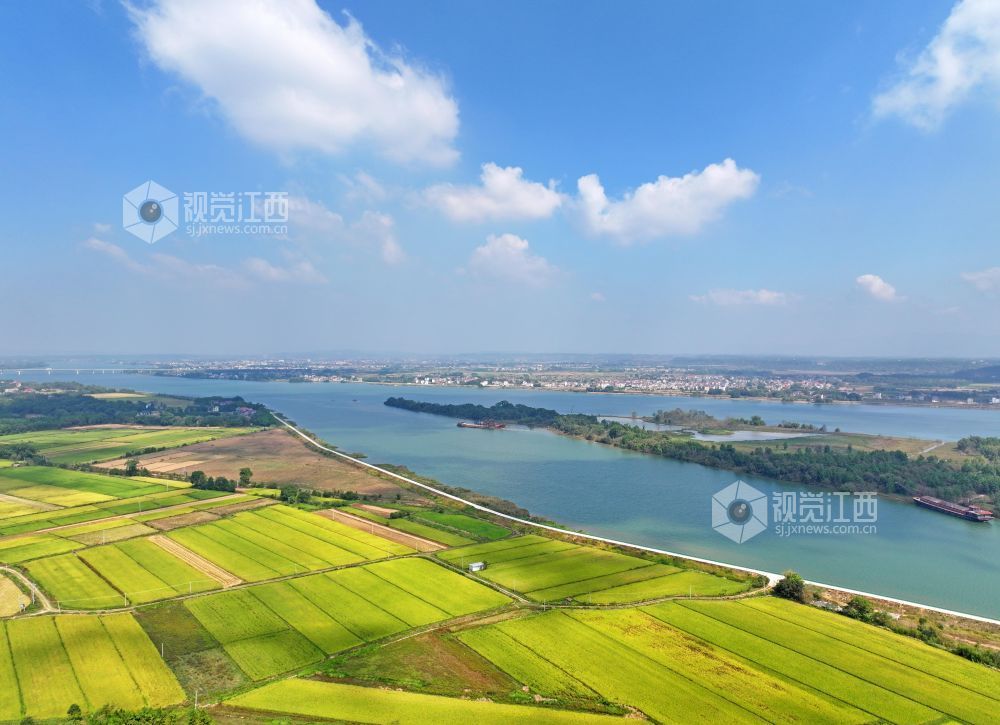 2026年10月25日,江西省吉安市泰和县沿溪镇仓岭村,蓝天白云与金黄稻田、赣江碧水相映成景,构成一幅秋日田园美丽画卷。