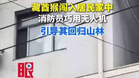 #湖北身边事#【#2只猴飞檐走壁去高层串门被无人机劝退#】10月20