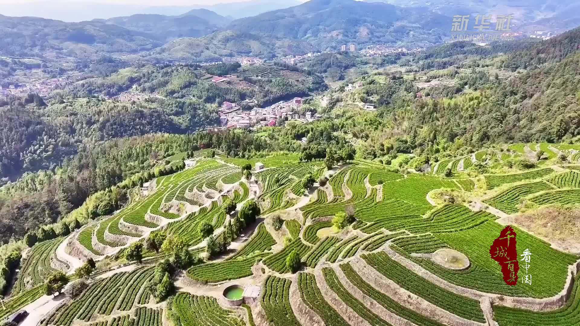 千城百县看中国丨福建永春：佛手冬茶斗茶忙