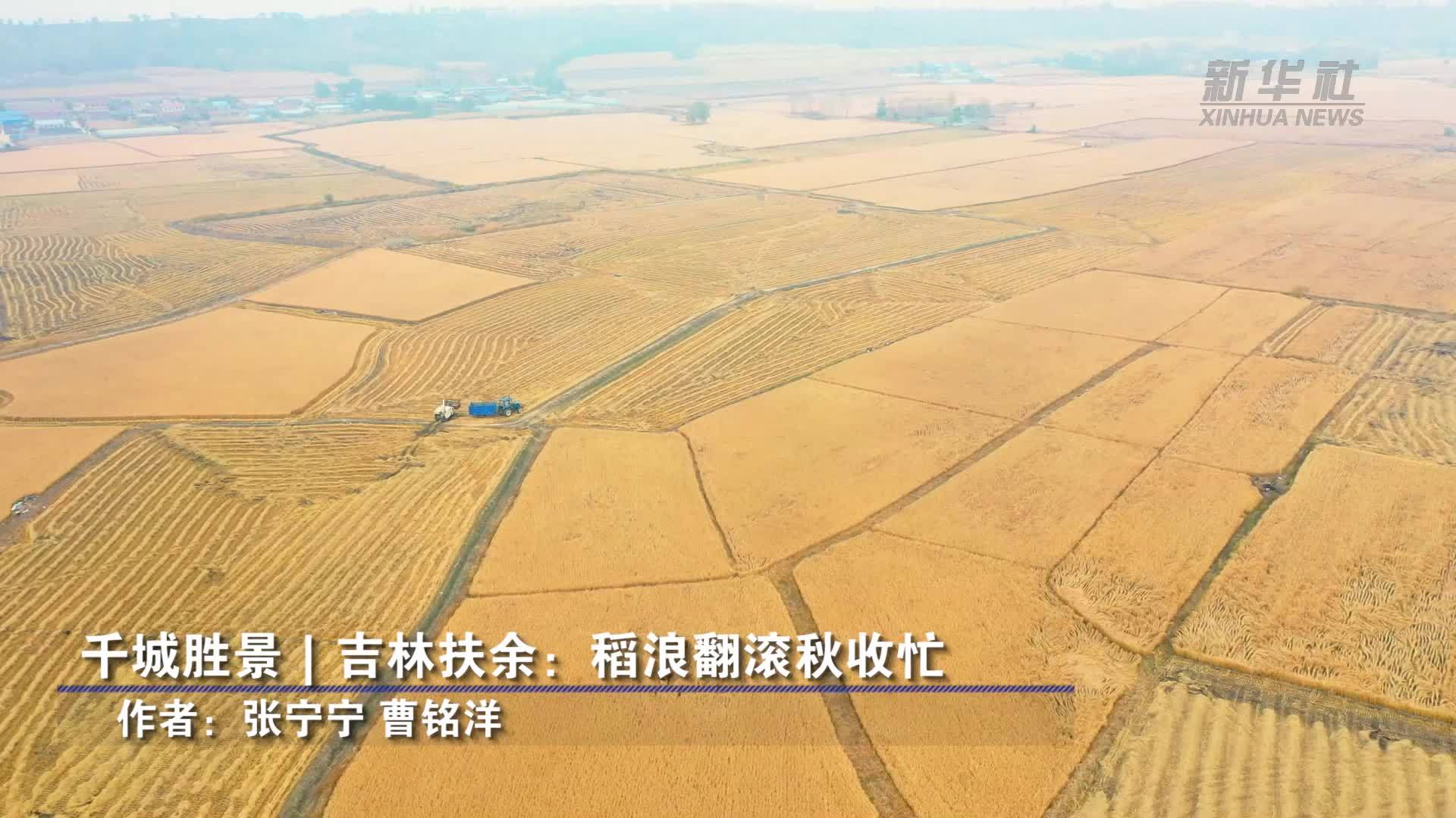 千城胜景｜吉林扶余：稻浪翻滚秋收忙