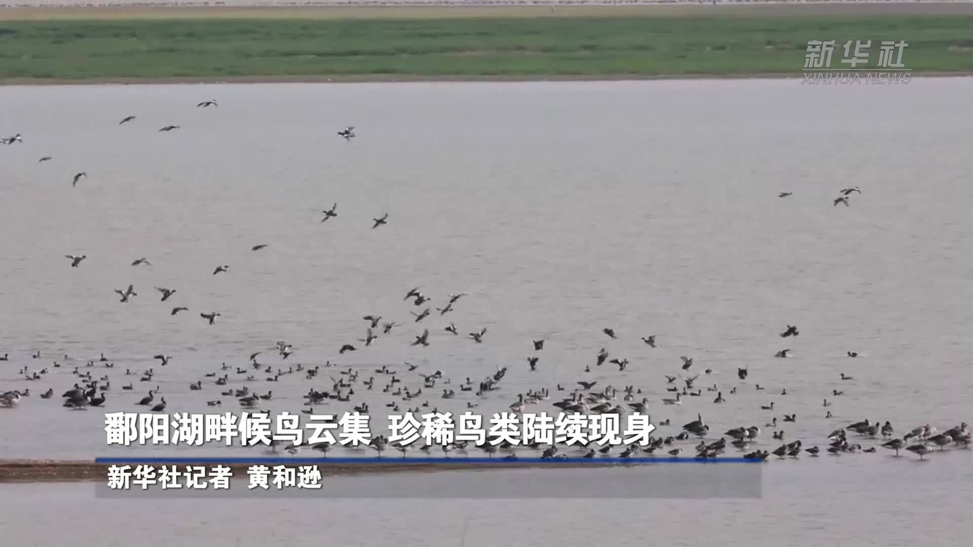 鄱阳湖畔候鸟云集 珍稀鸟类陆续现身