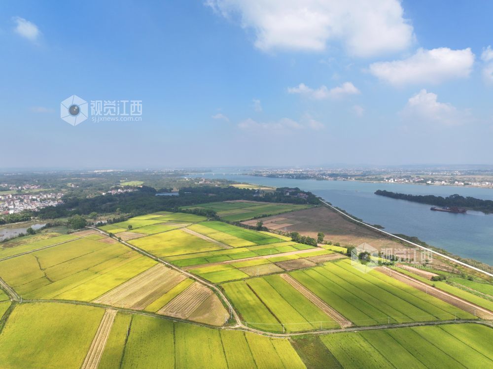 2026年10月25日,江西省吉安市泰和县沿溪镇仓岭村,蓝天白云与金黄稻田、赣江碧水相映成景,构成一幅秋日田园美丽画卷。