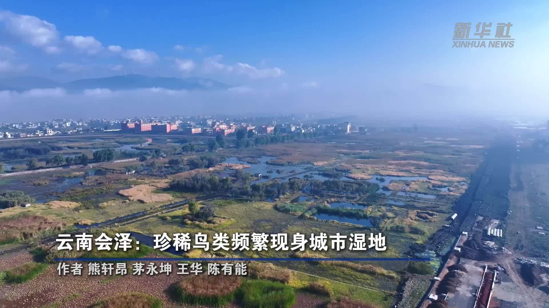 云南会泽：珍稀鸟类频繁现身城市湿地