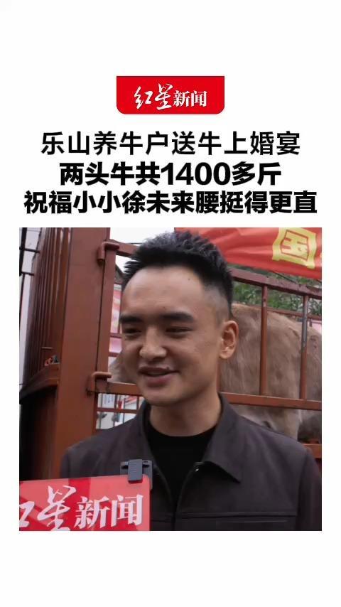 乐山养牛户送牛上婚宴，两头牛共1400多斤，想把牛肉端上主宴，祝福小小徐未来腰挺得更直