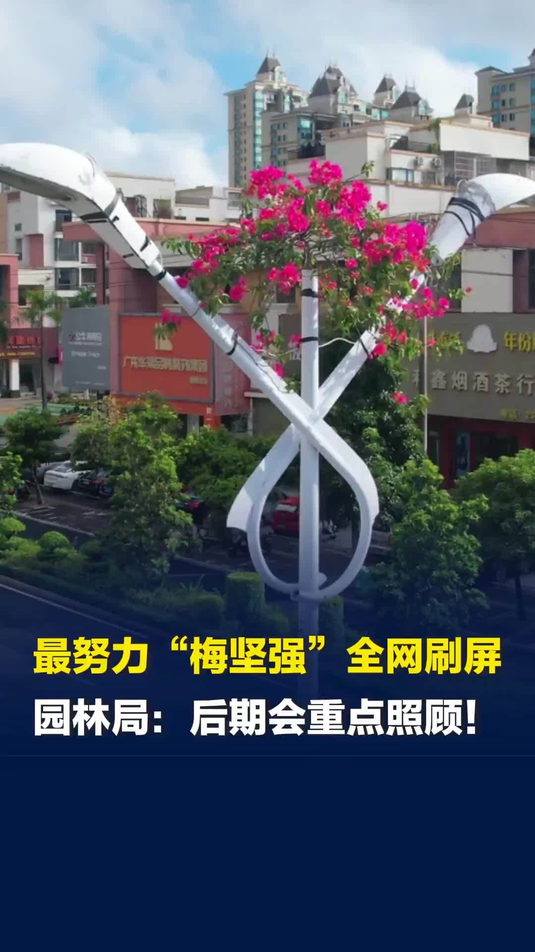 最努力“梅坚强”穿过灯杆顶端开花，海南儋州市园林局：偶然的奇迹，后期会重点照顾