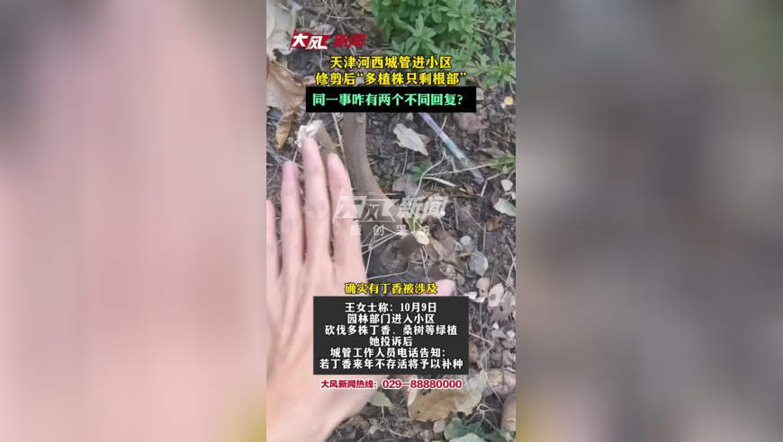 天津河西城管进小区修剪后“多植株只剩根部”，区政府和区城管对同一事咋有不同回复？