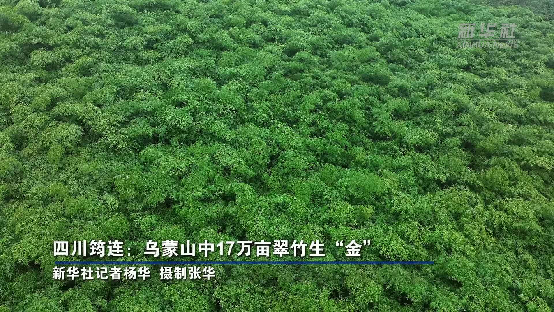 四川筠连：乌蒙山中17万亩翠竹生“金”