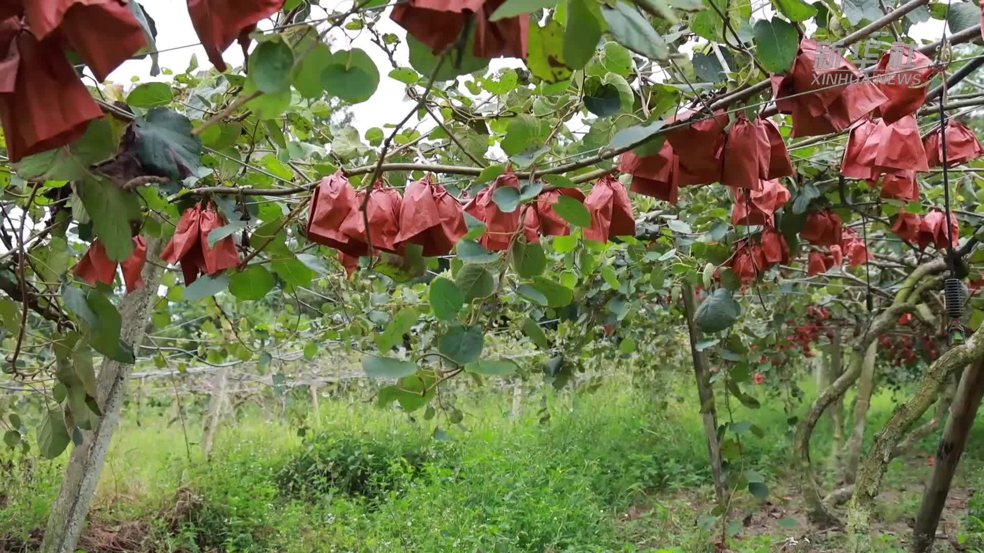 江西大余：果香满园采摘忙